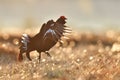 Black grouse jumping at sunrise Royalty Free Stock Photo