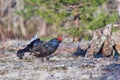 Black grouse lek mating Royalty Free Stock Photo