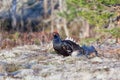 Black grouse lek mating Royalty Free Stock Photo