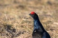 Black Grouse lek at sunrise in spring, april, in Norway Royalty Free Stock Photo