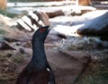 Black grouse looking up in a zoo setting Royalty Free Stock Photo