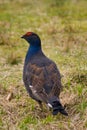 Black Grouse - Lyrurus tetrix Royalty Free Stock Photo