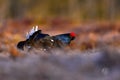 Black Grouse, Lyrurus tetrix, lekking nice black bird with red cap in marshland, animal in the nature forest habitat, Finland. Royalty Free Stock Photo