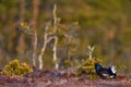 Black Grouse, Lyrurus tetrix, lekking nice black bird with red cap in marshland, animal in the nature forest habitat, Finland. Royalty Free Stock Photo