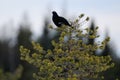 Black grouse make courtship display, sweden