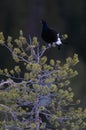 Black grouse make courtship display, sweden