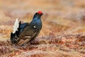 Black grouse in the nature habitat. Lekking nice bird Black Grouse, Tetrao tetrix, in marshland, Norway. Animal behaviour in north