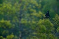 Black grouse on the pine tree. Nice bird Grouse, in marshland, Russia. Spring mating season in the nature. Wildlife scene from