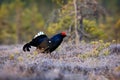 Black grouse on the pine tree. Nice bird Grouse, Tetrao tetrix, in marshland, Russia. Spring mating season in the nature. Wildlife