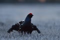 Black grouse portrait at dawn in frosty bog Royalty Free Stock Photo