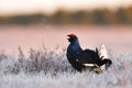 Black grouse shouting