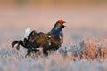 Black grouse shouting