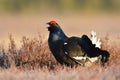 Black grouse shouting Royalty Free Stock Photo