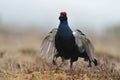 Black grouse shouting Royalty Free Stock Photo