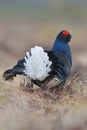 Black grouse showing tail Royalty Free Stock Photo