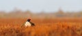 Black Grouse tail Royalty Free Stock Photo