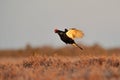 Black Grouse (Tetrao tetrix) jump Royalty Free Stock Photo