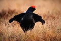 Black Grouse, Tetrao tetrix, lekking nice black bird in marshland, red cap head, animal in the nature forest habitat, Sweden Royalty Free Stock Photo