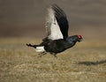 Black grouse, Tetrao tetrix