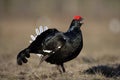 Black grouse, Tetrao tetrix, Royalty Free Stock Photo