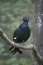 Black grouse, Tetrao tetrix Royalty Free Stock Photo