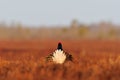 Black Grouse (Tetrao tetrix) tail at sunrise