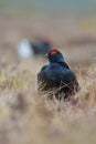 Black grouse Royalty Free Stock Photo