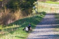 Black grouse with white tail standing in the grass at the path Royalty Free Stock Photo