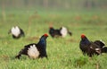 Black Grouses Royalty Free Stock Photo