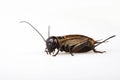 Black Gryllus Bimaculatus Cricket Isolated Royalty Free Stock Photo