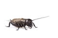 Black Gryllus Bimaculatus Cricket Isolated On White Background.