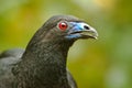 Black Guan Royalty Free Stock Photo