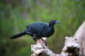 Black guan, Chamaepetes unicolor