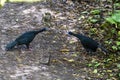 Black guan - Chamaepetes unicolor - Costa rica