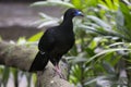Black Guan Chamaepetes unicolor Royalty Free Stock Photo