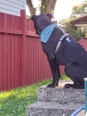 Black guard dog keeping his yard Royalty Free Stock Photo