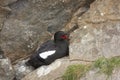 Black Guillemot