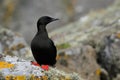 Black Guillemot Royalty Free Stock Photo