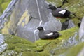 Black guillemot, cepphus grylle Royalty Free Stock Photo