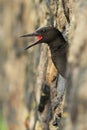 Black Guillemot (Cepphus grylle) Royalty Free Stock Photo