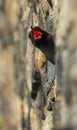 Black Guillemot (Cepphus grylle) Royalty Free Stock Photo