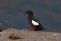 Black guillemot, Cepphus grylle