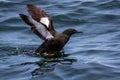 Black Guillemot, Cepphus grylle, about to fly out of water Royalty Free Stock Photo