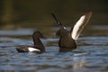 Black guillemot, Cepphus grylle