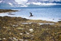 Black Guillemot in flight, Vigur Island, Iceland Royalty Free Stock Photo