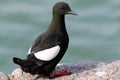 Black Guillemot