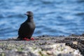 Black Guillemot on a pier Royalty Free Stock Photo
