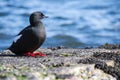 Black Guillemot on a pier Royalty Free Stock Photo