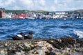 Black Guillemot on a pier Royalty Free Stock Photo