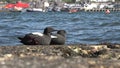 Black Guillemot on a pier